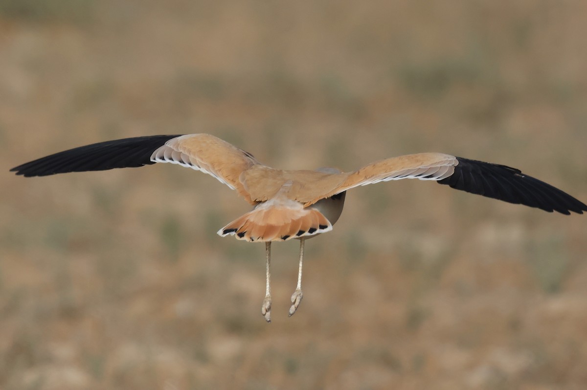 Бігунець пустельний - ML646969489