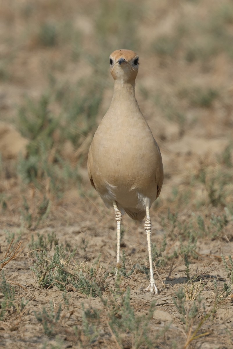 Бігунець пустельний - ML646969490