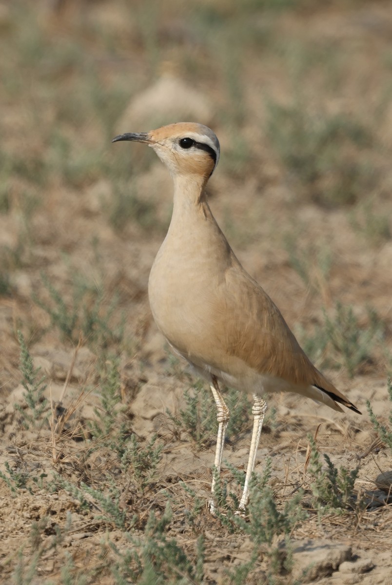 Бігунець пустельний - ML646969491