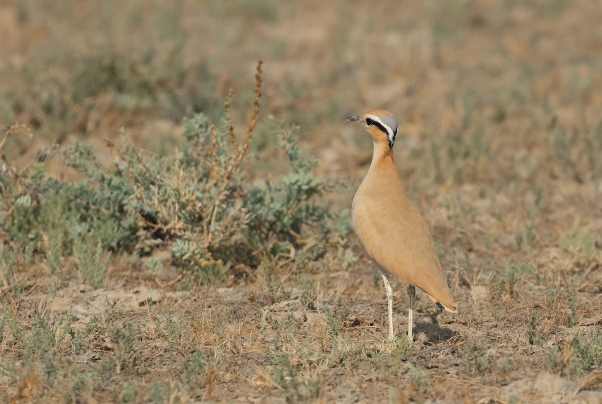 Бігунець пустельний - ML646969495