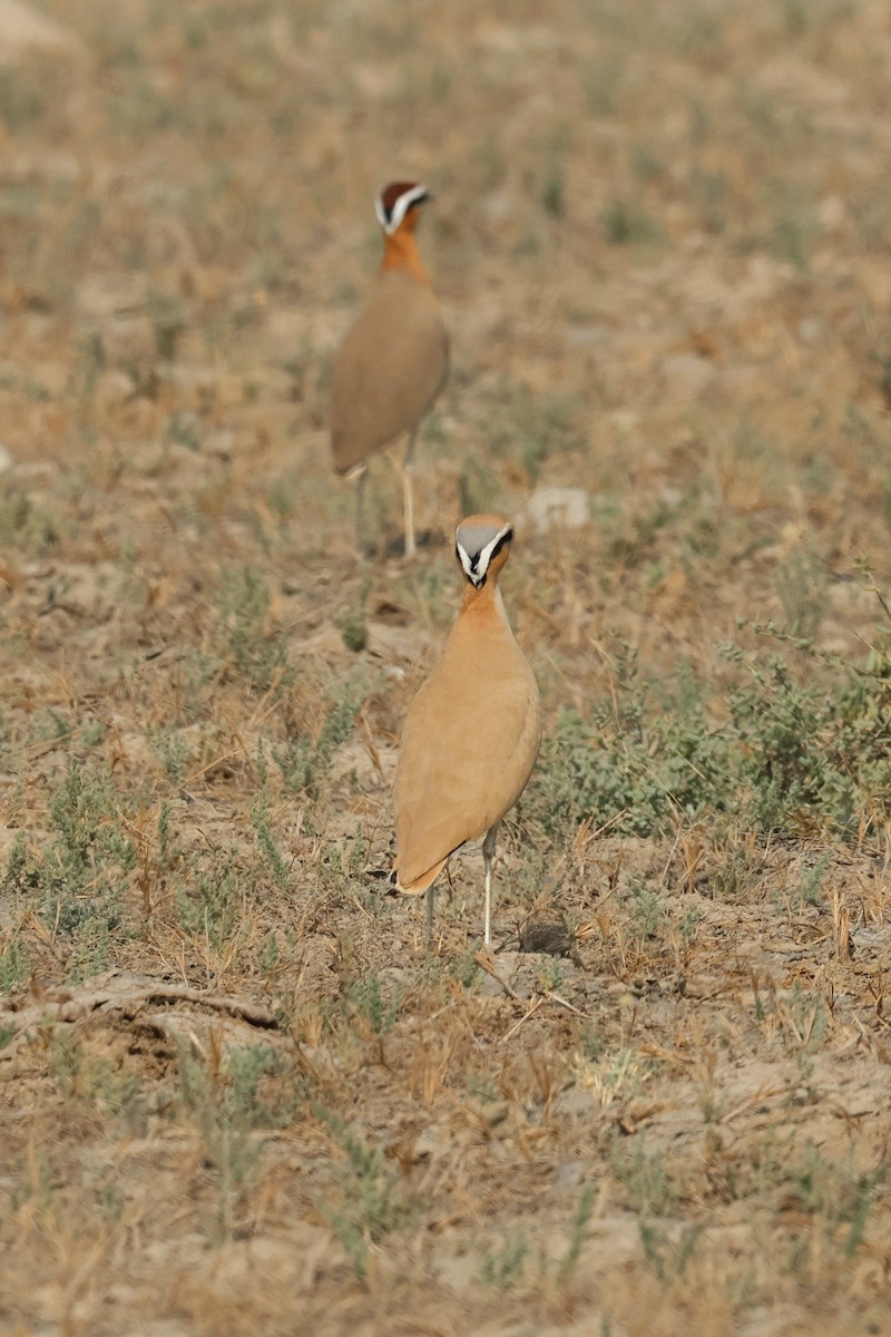 Бігунець пустельний - ML646969496