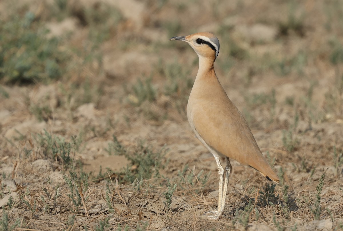 Бігунець пустельний - ML646969497