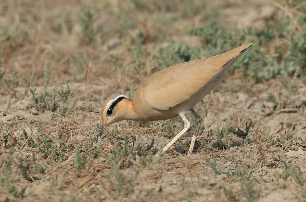 Бігунець пустельний - ML646969498