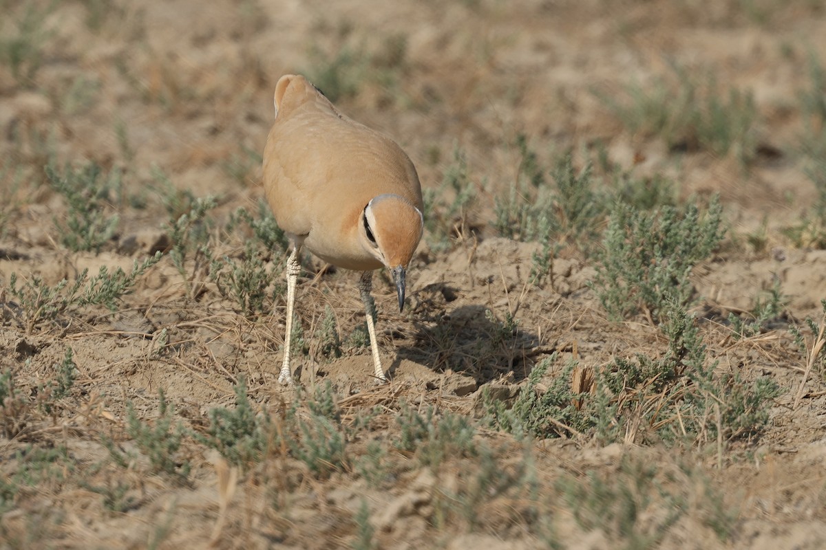 Бігунець пустельний - ML646969499
