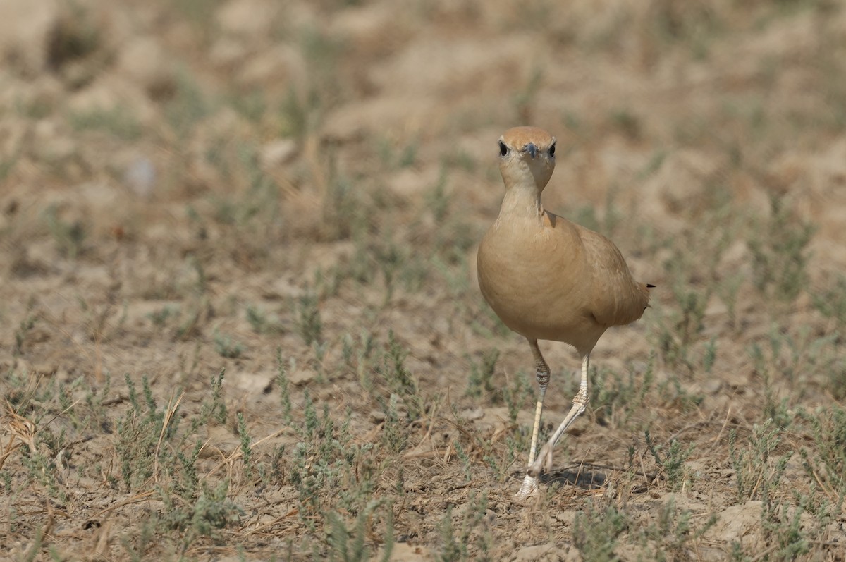 Бігунець пустельний - ML646969500