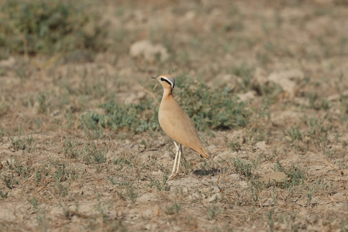 Бігунець пустельний - ML646969501