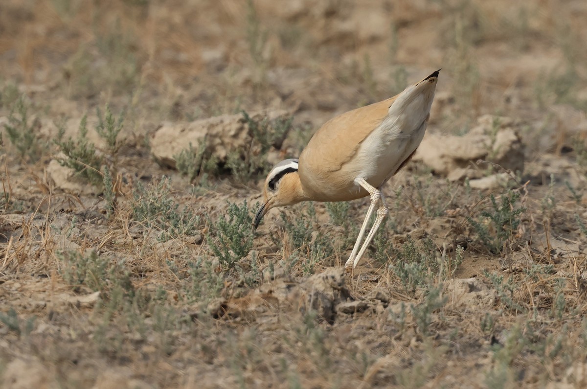 Бігунець пустельний - ML646969502