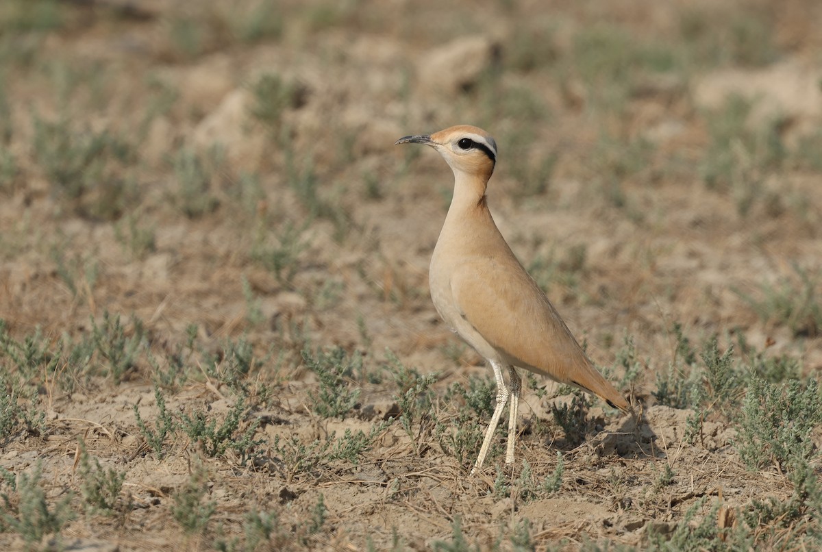 Бігунець пустельний - ML646969503
