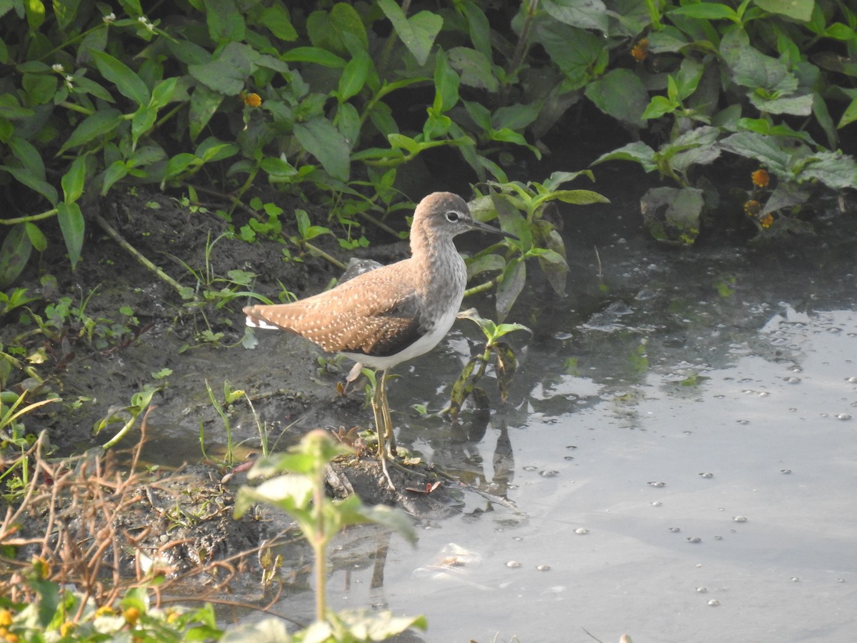 Green Sandpiper - ML646969506