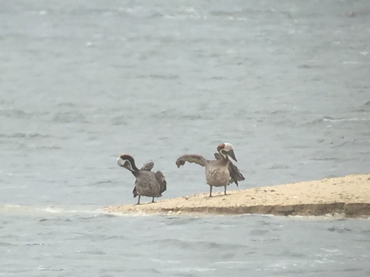 Brown Pelican - ML64696951