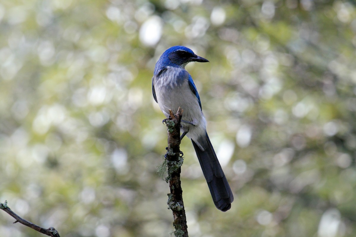 Woodhouse's Scrub-Jay (Woodhouse's) - ML646969510