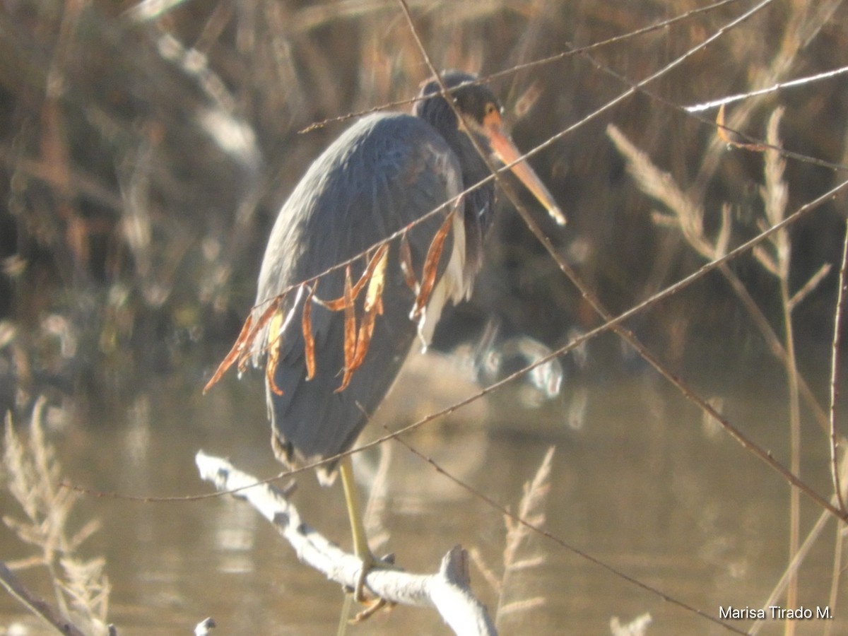 Tricolored Heron - ML646969513