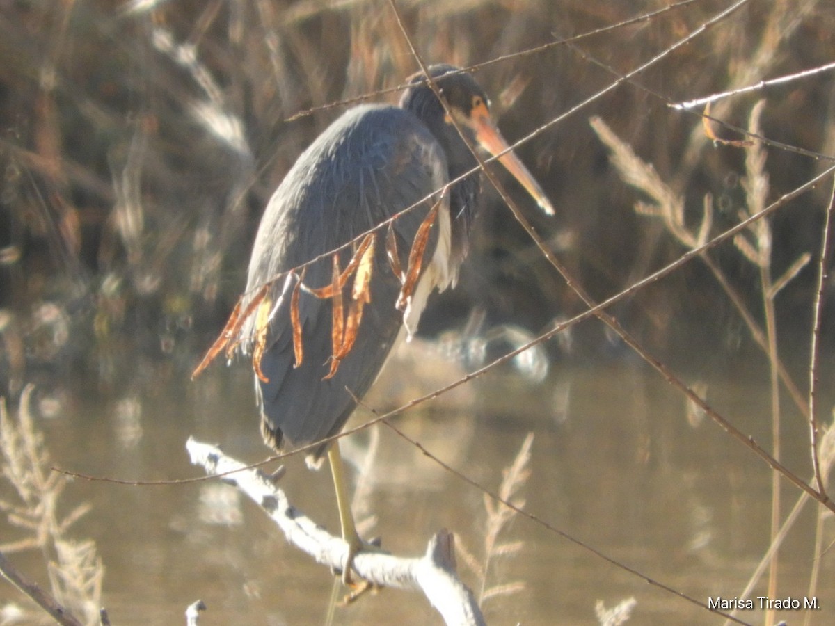 Tricolored Heron - ML646969514