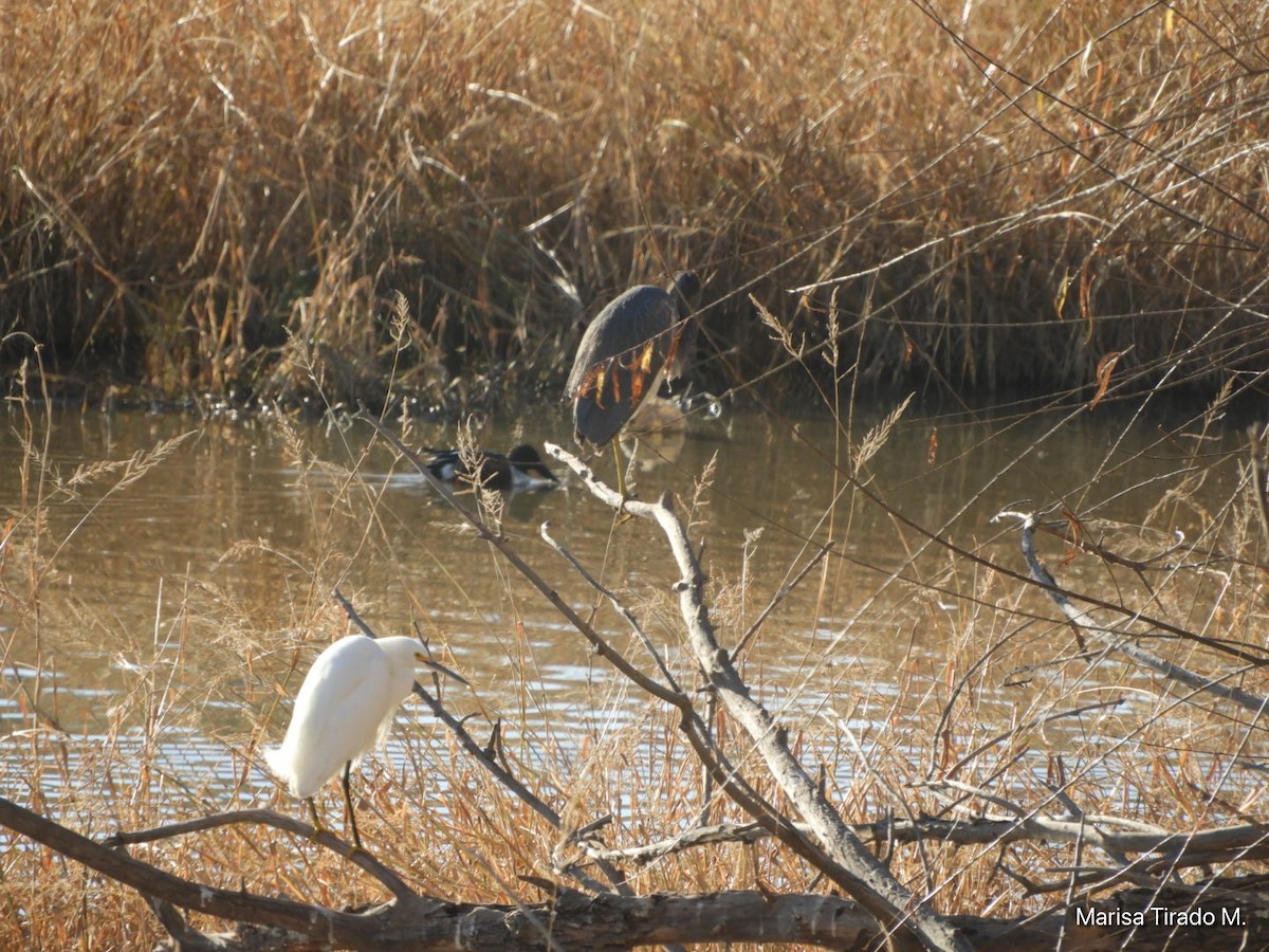 Tricolored Heron - ML646969515
