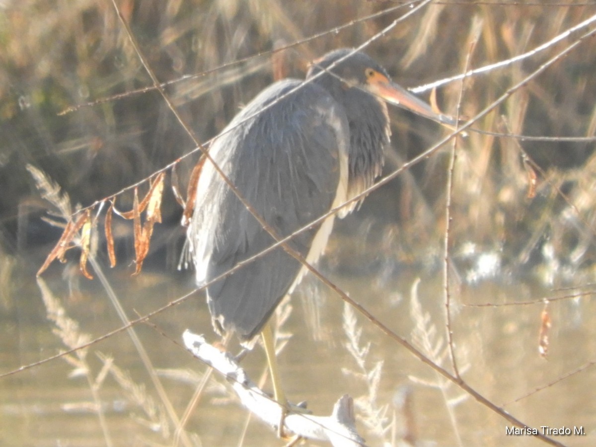 Tricolored Heron - ML646969516