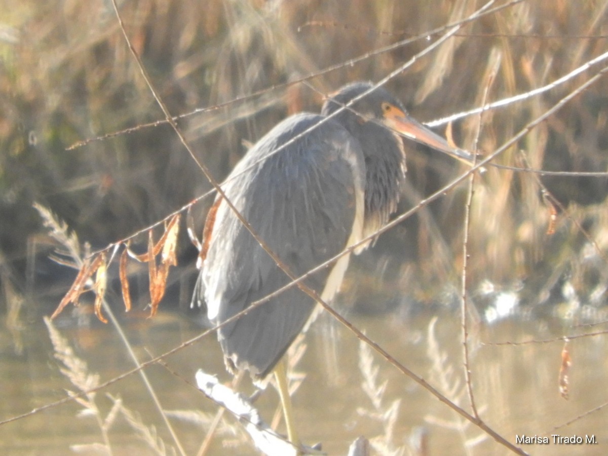 Tricolored Heron - ML646969517