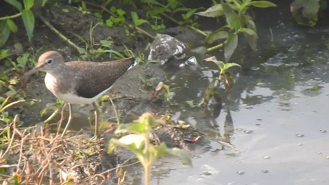 Коловодник лісовий - ML646969519