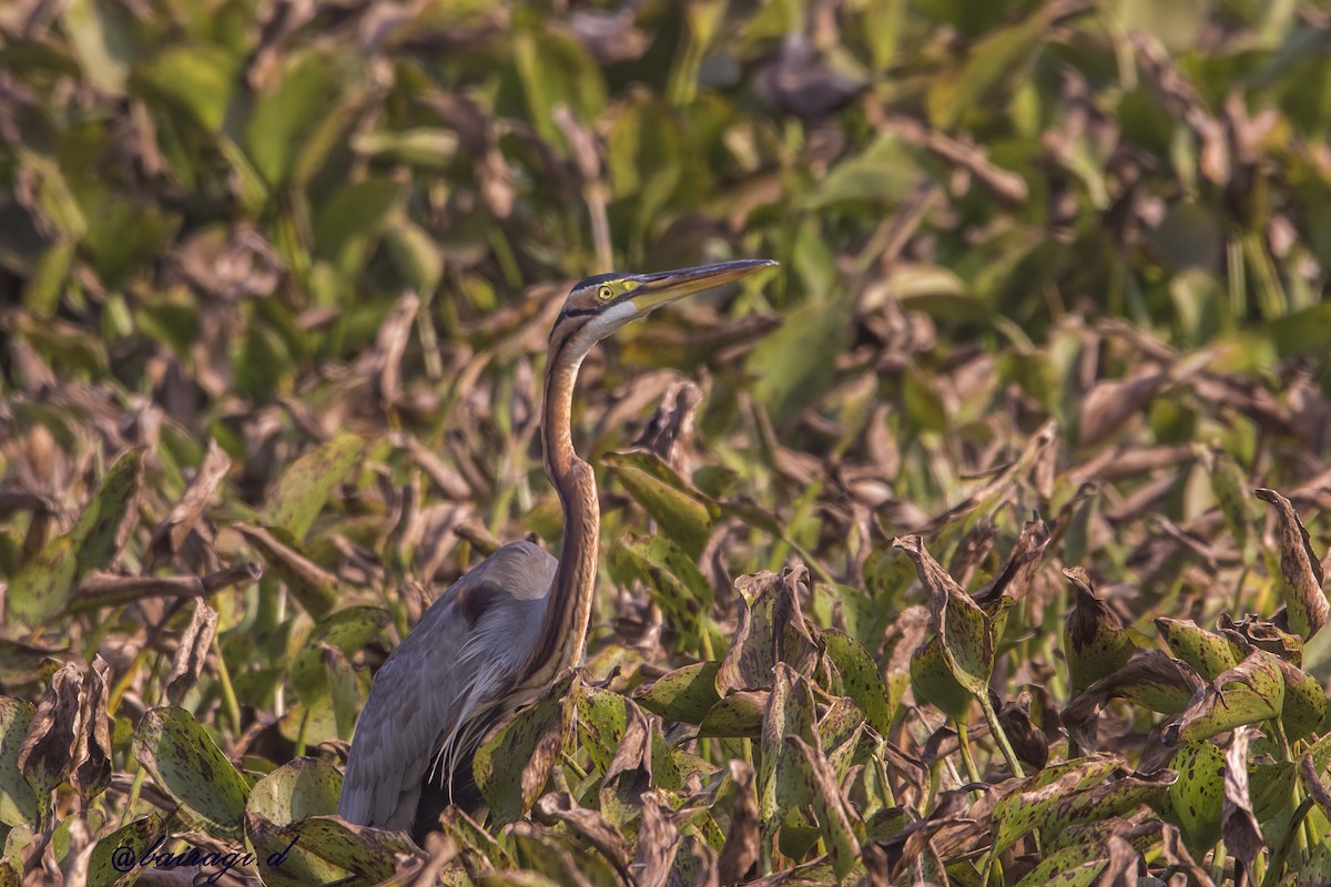 Purple Heron - ML646969520