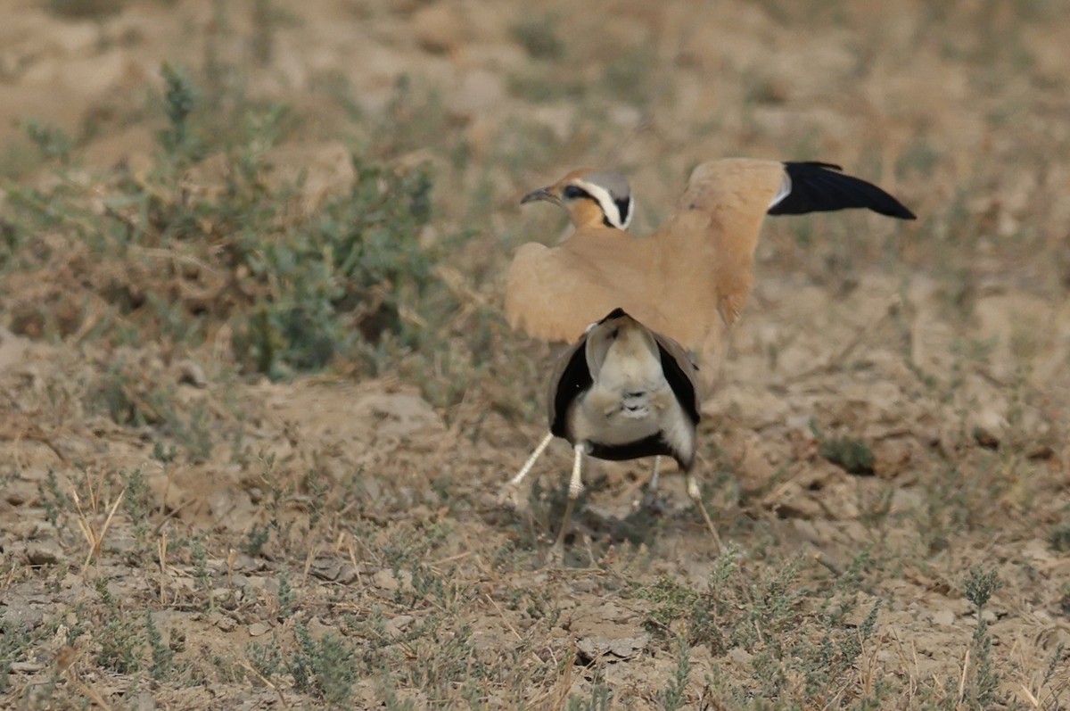 Бігунець індійський - ML646969522