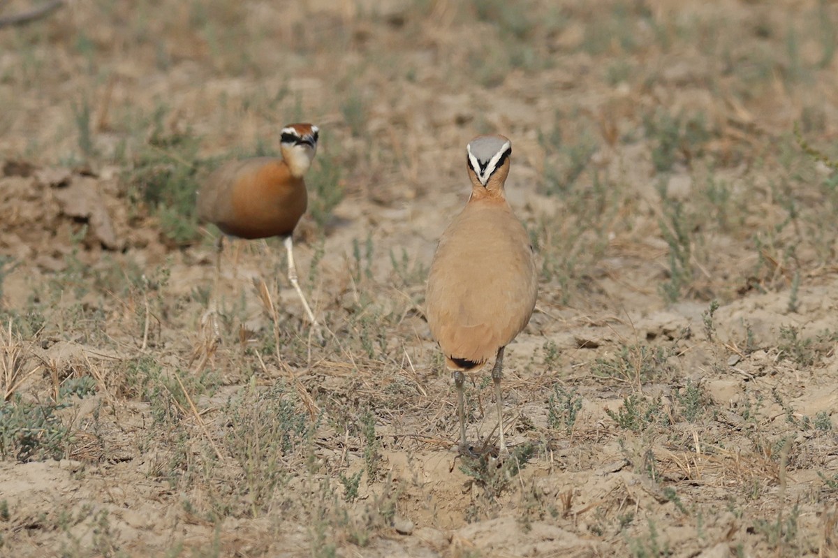 Коромандельский бегунок - ML646969523