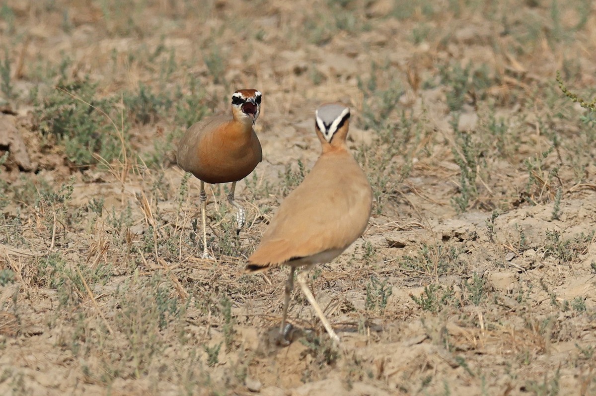 Коромандельский бегунок - ML646969524