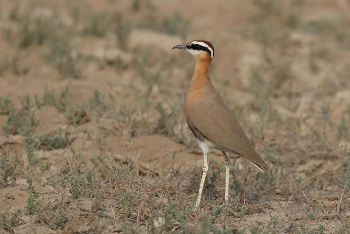 Бігунець індійський - ML646969525