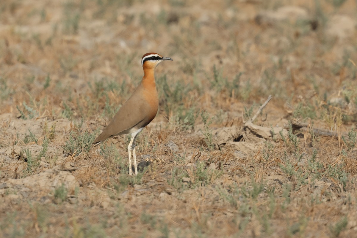 Коромандельский бегунок - ML646969526