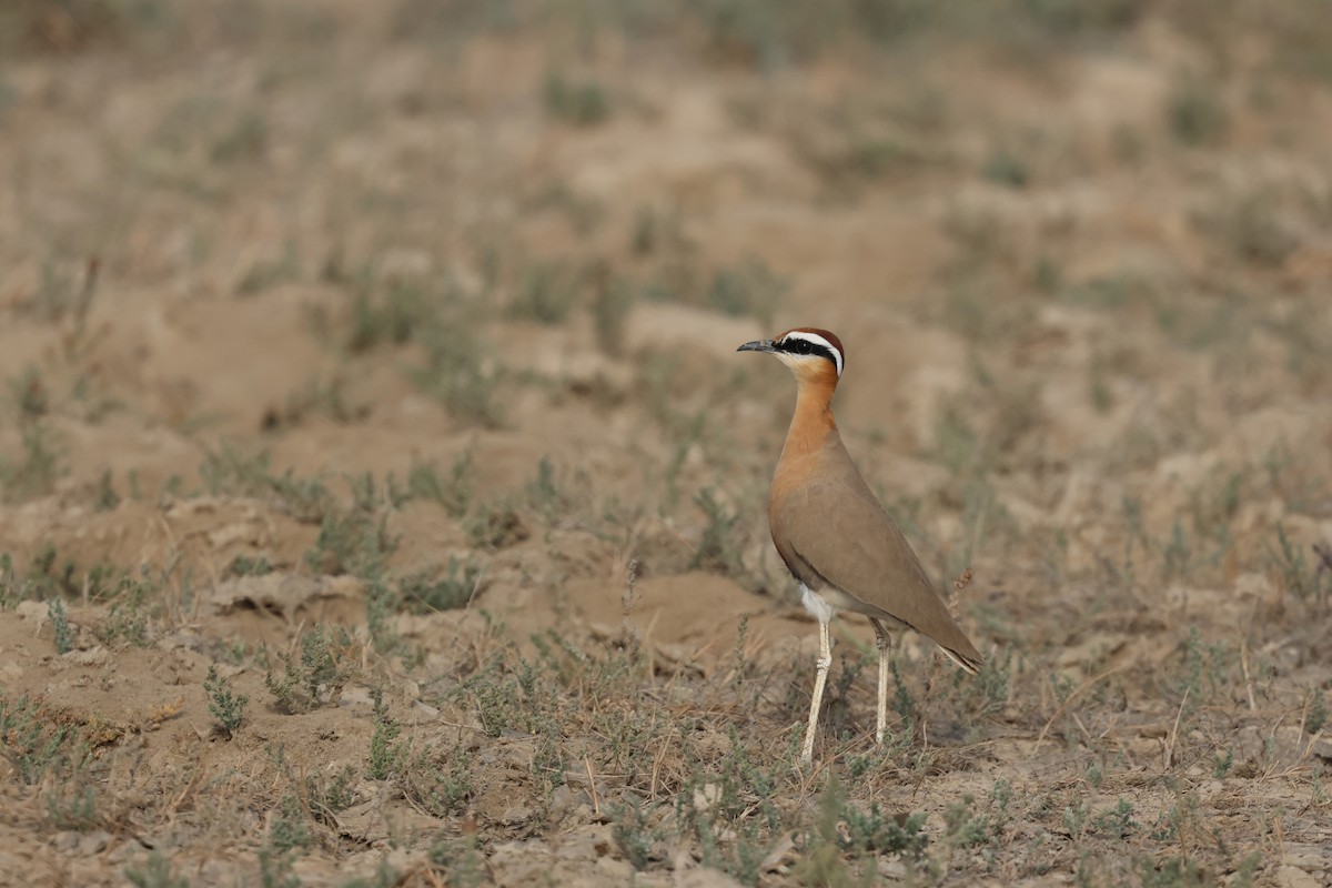 Бігунець індійський - ML646969527