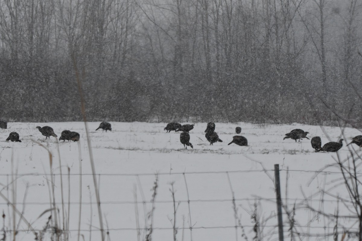 Индейка - ML646969531