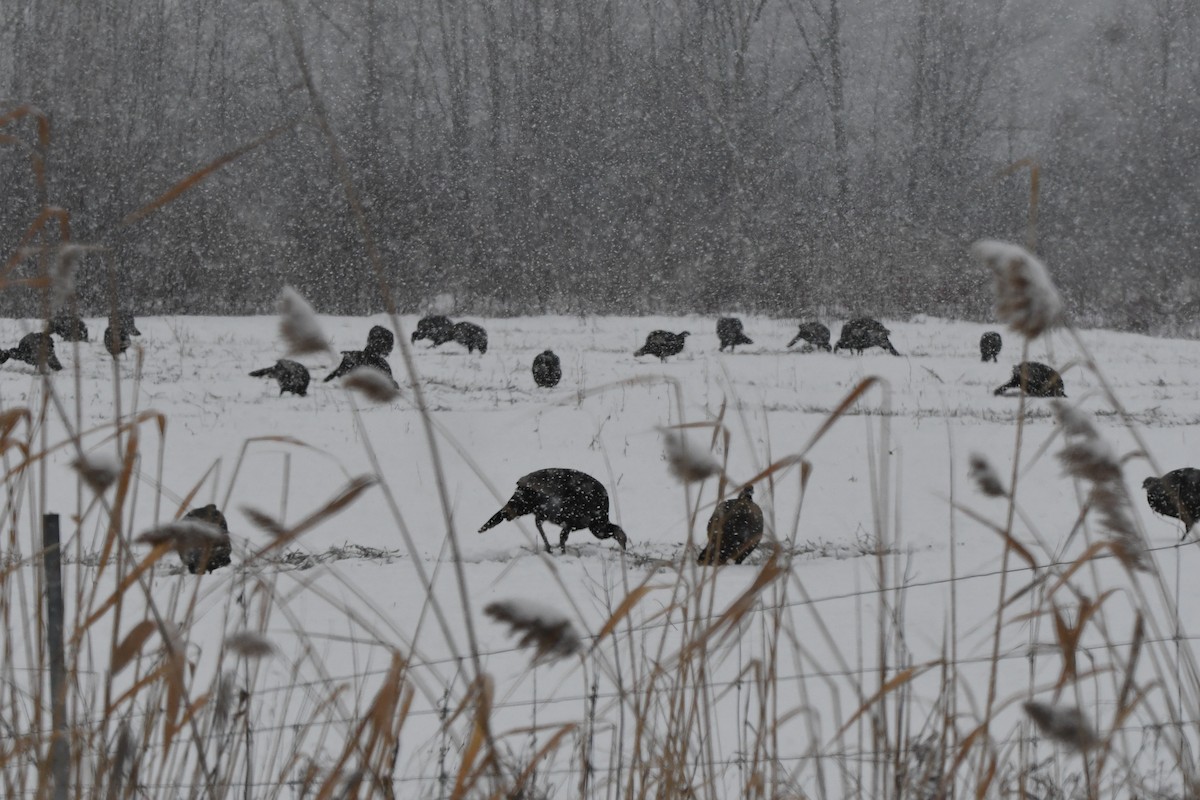 Индейка - ML646969532