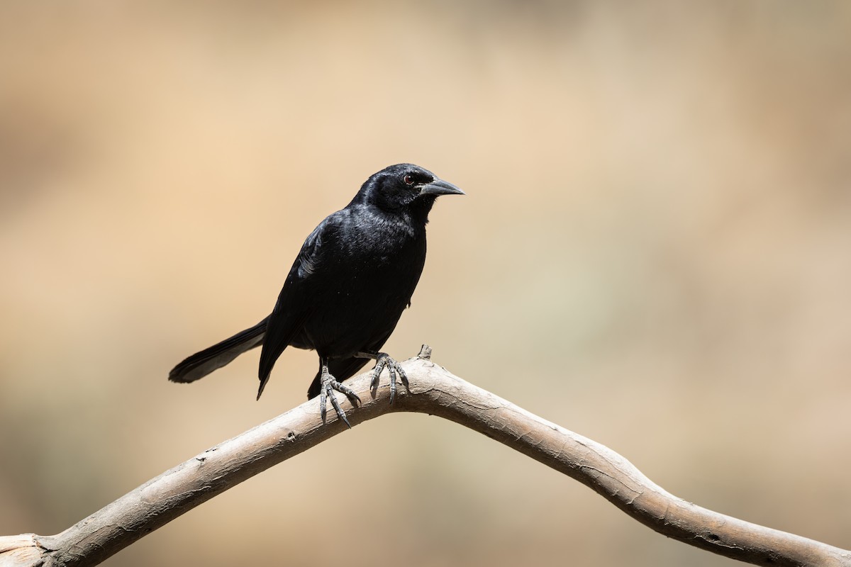 Scrub Blackbird - ML646969537