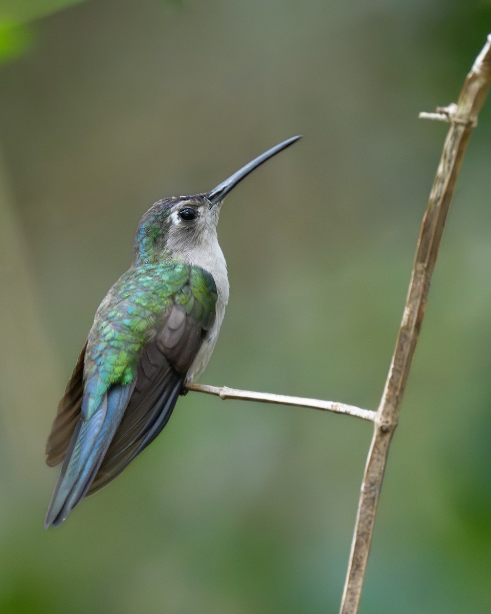 Wedge-tailed Sabrewing (Wedge-tailed) - ML646969540