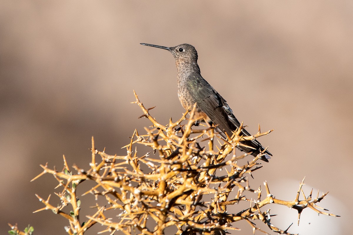 Исполинский колибри - ML646969541