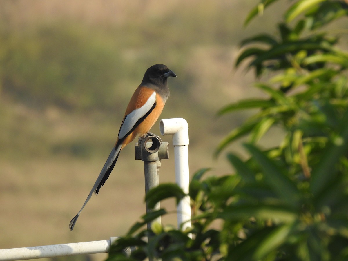 Рыжая китта - ML646969542