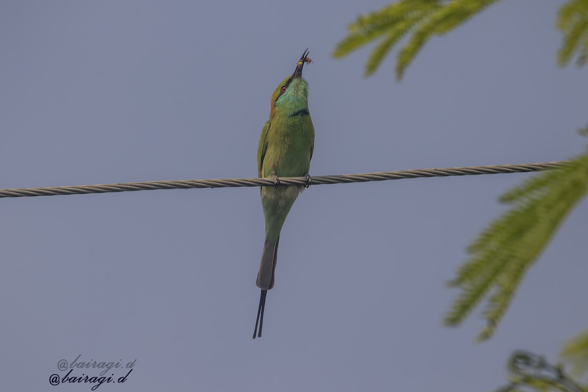 Asian Green Bee-eater - ML646969543