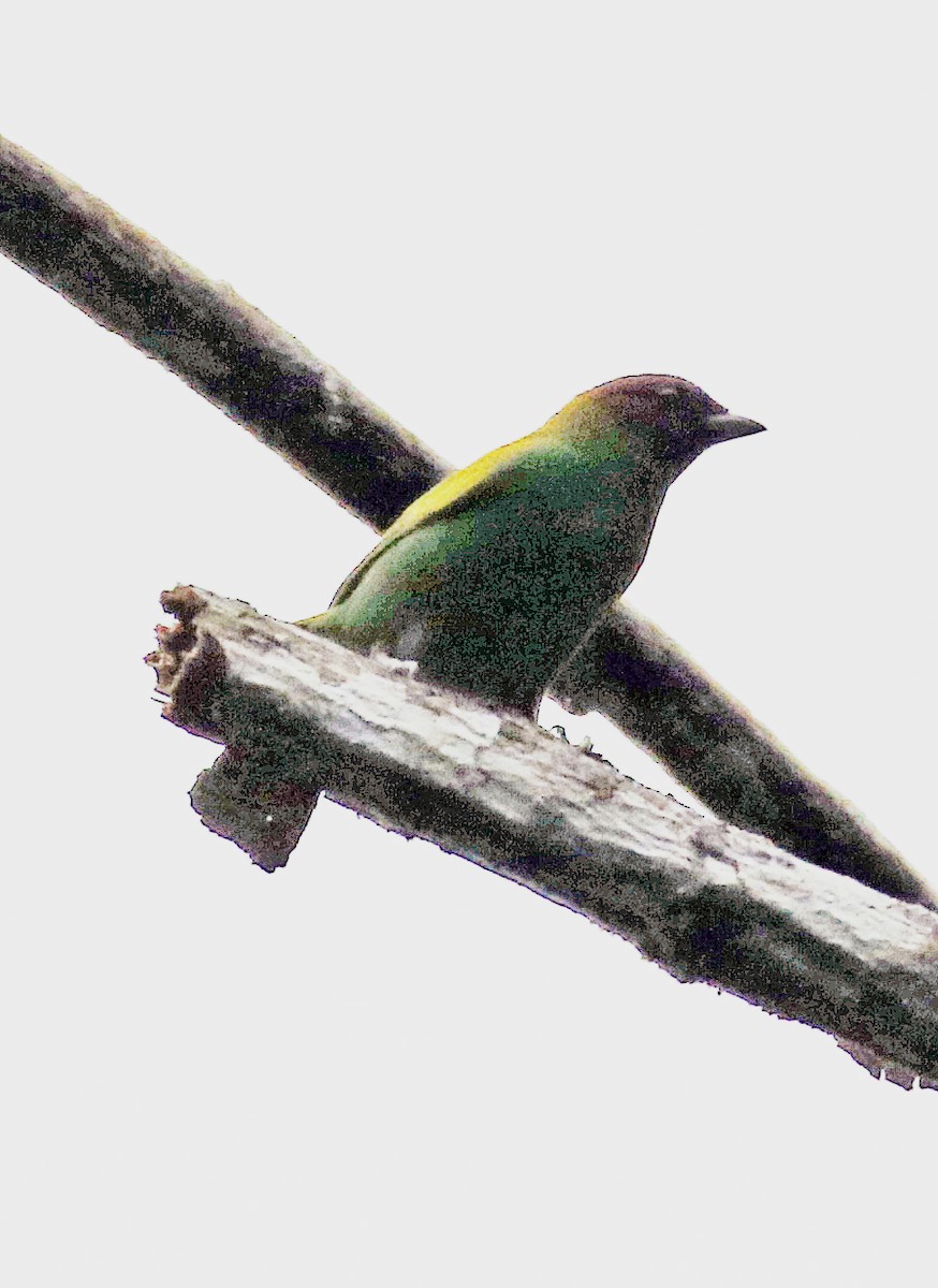 Рыжеголовая танагра - ML646969544