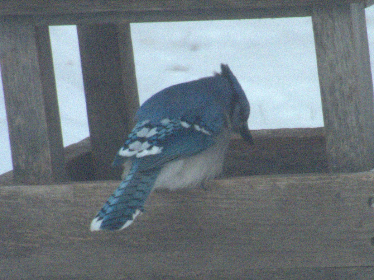Blue Jay - ML646969545
