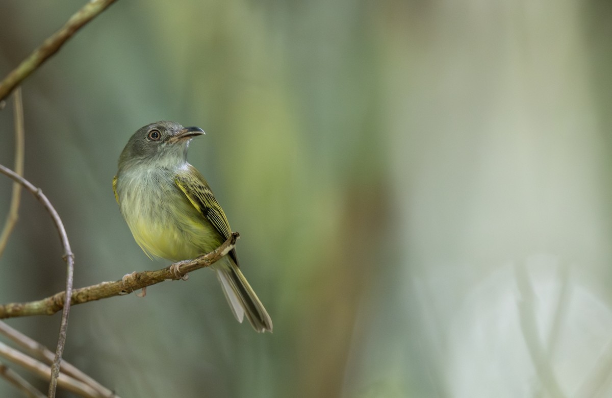 Серогрудый крючкоклюв - ML646969546