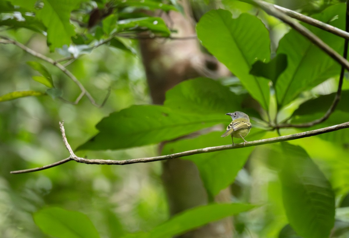 Серогрудый крючкоклюв - ML646969547