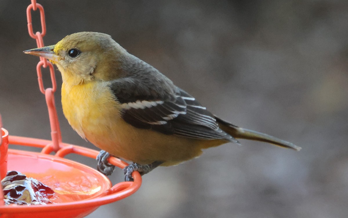 Балтиморский трупиал - ML646969548