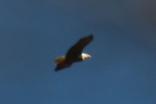 Белоголовый орлан - ML646969549