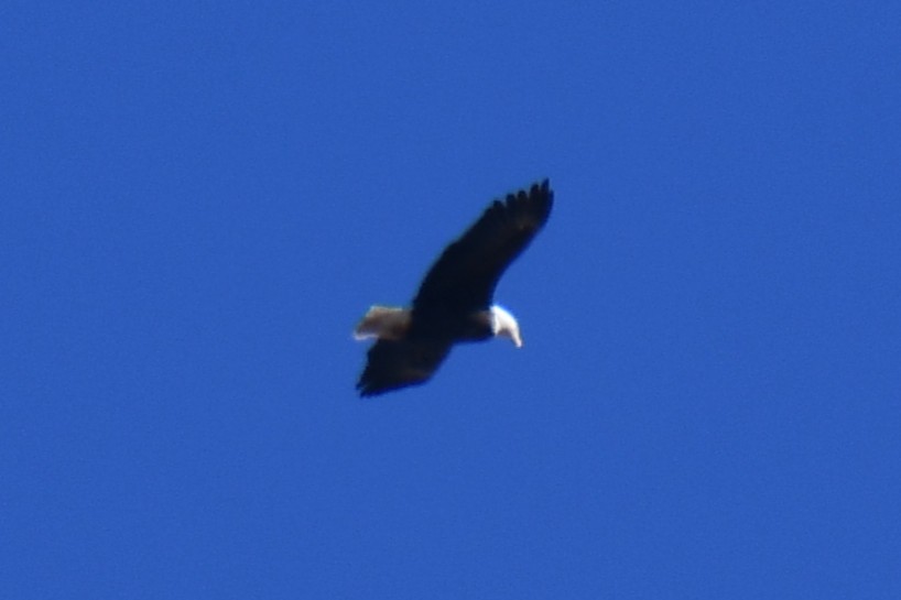 Белоголовый орлан - ML646969551