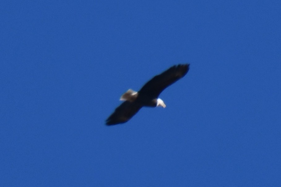 Белоголовый орлан - ML646969554