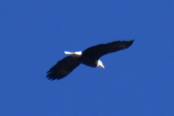 Белоголовый орлан - ML646969557