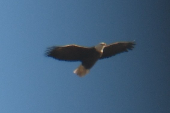 Белоголовый орлан - ML646969558