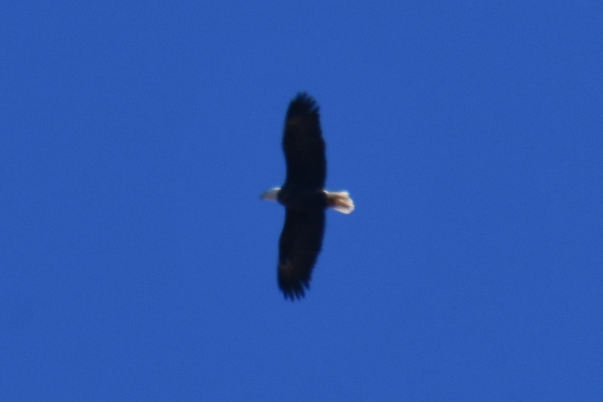 Белоголовый орлан - ML646969559