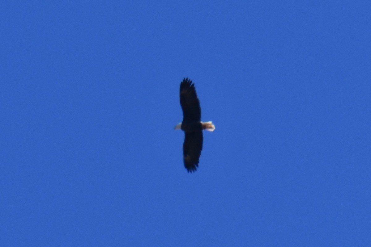 Белоголовый орлан - ML646969560