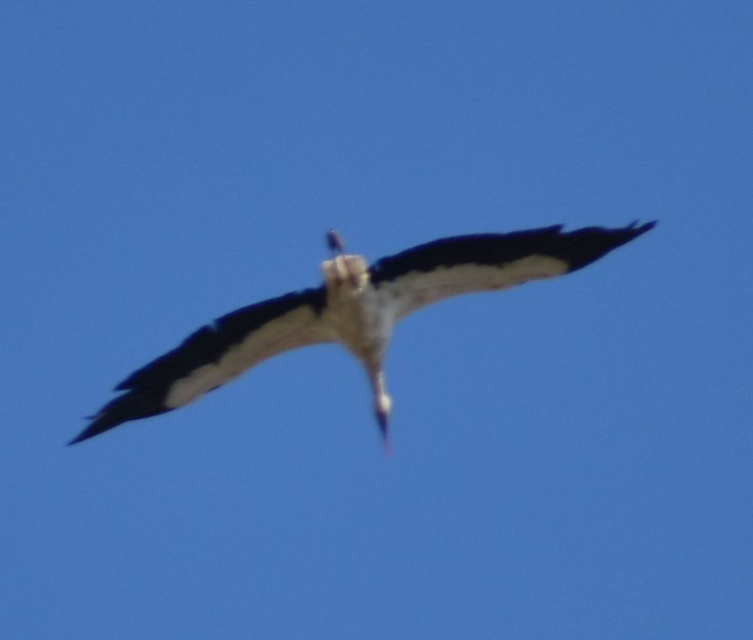 Белый аист - ML646969563