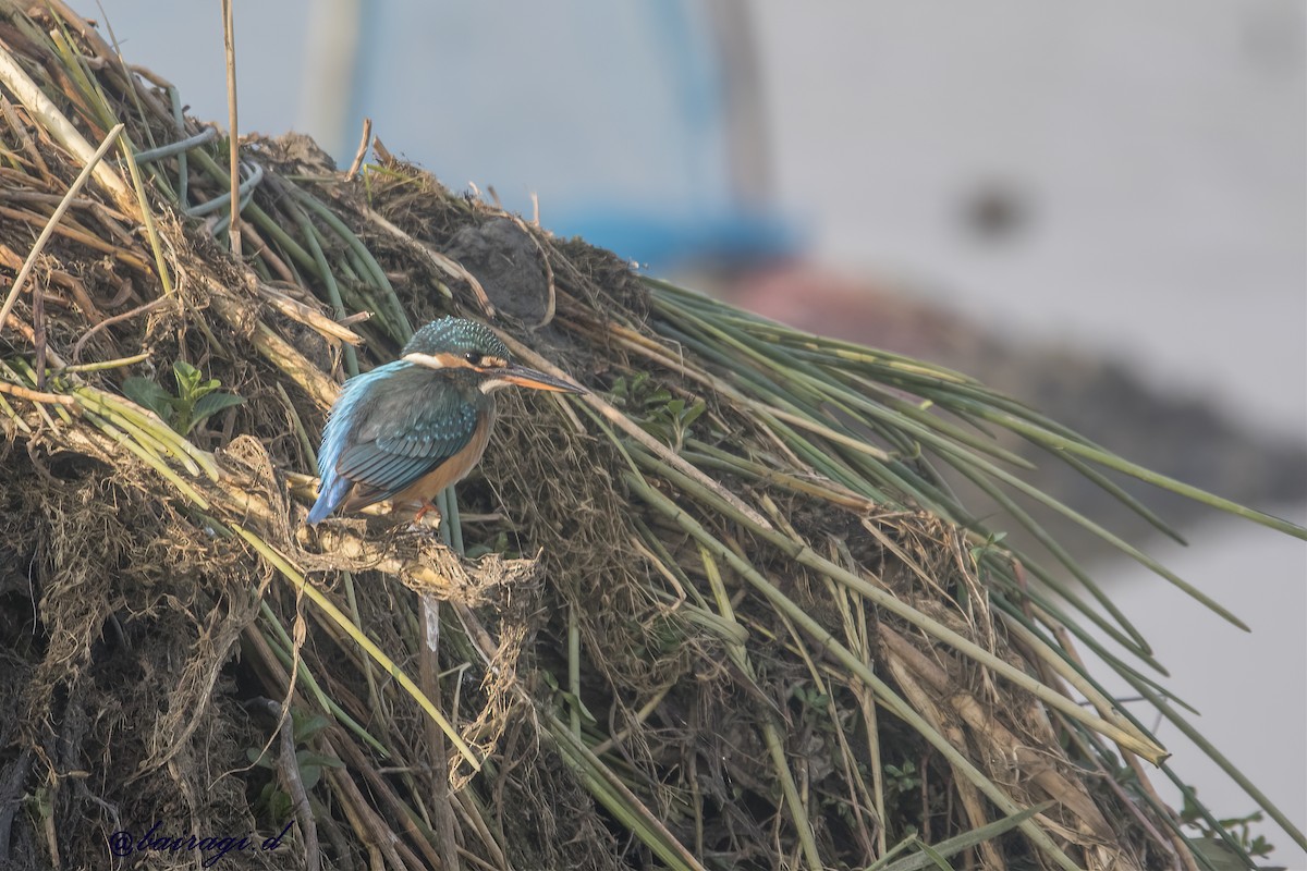 Зимородок - ML646969564