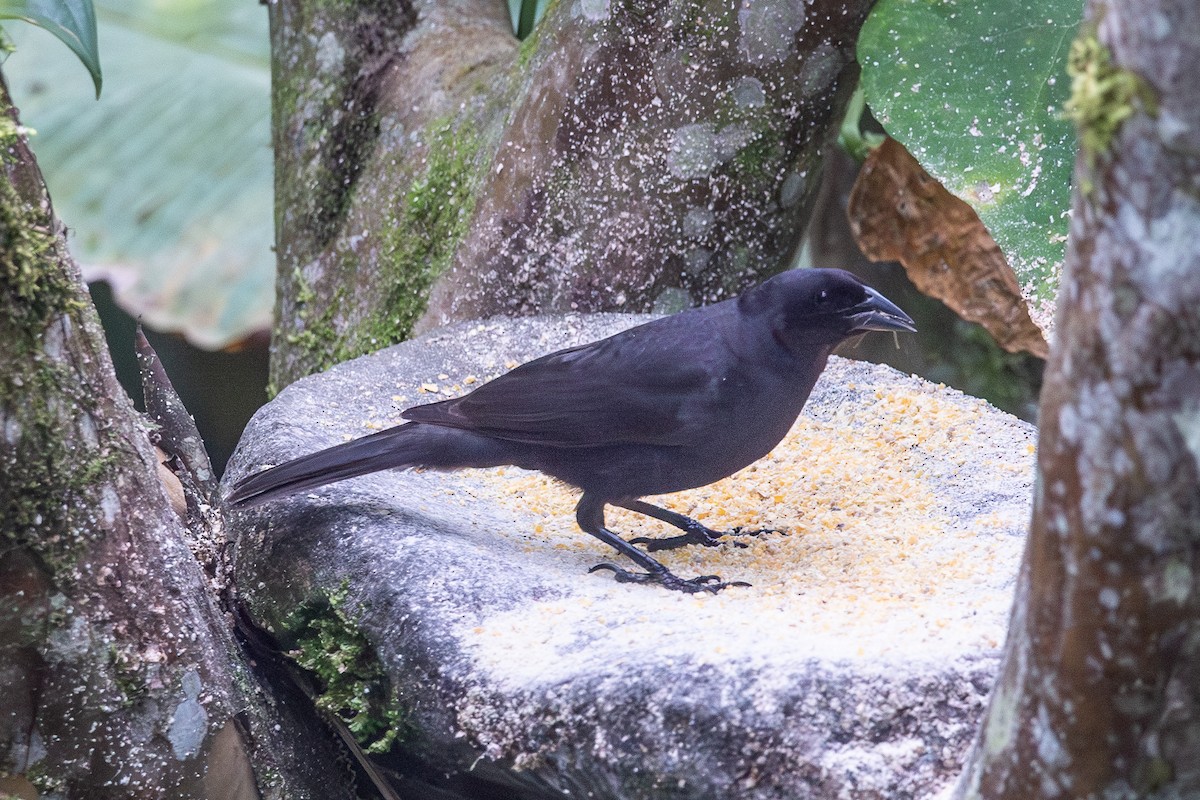 Блестящий трупиал - ML646969569